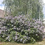 Szilasi Vendeghaz 公寓 *