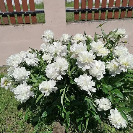 Szilasi Vendeghaz