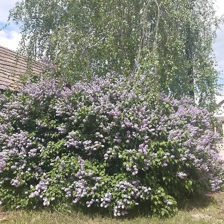 Szilasi Vendeghaz Apartment *